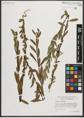 Foto von Salix triandra L.